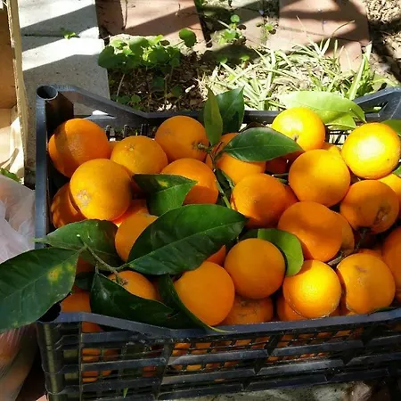 Frühstückspension Villino L'aranceto Sorrentino Meta