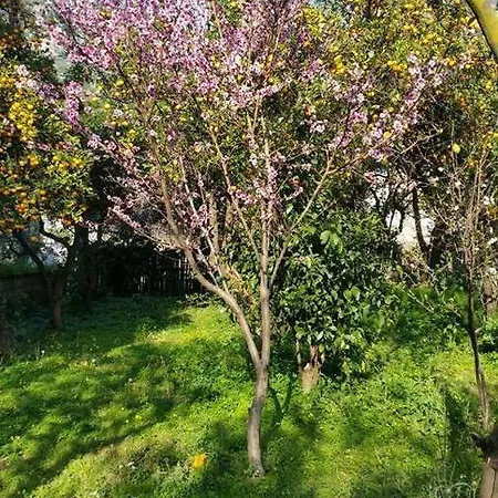 Villino L'aranceto Sorrentino B&B